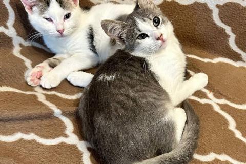 В дар кошку. Котята из леса в добрые руки. Фото1
