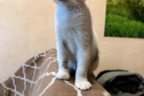 В дар кошку. Котята из леса в добрые руки. Фото2