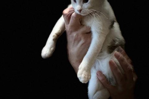 В дар кошку. Котята из леса в добрые руки. Фото3