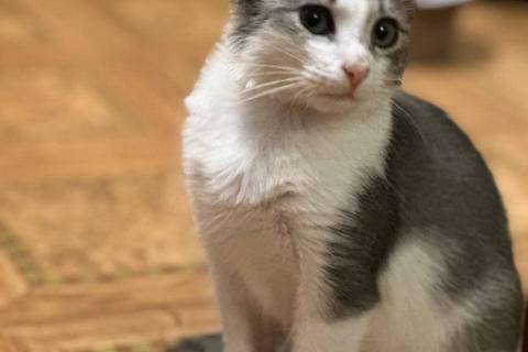 В дар кошку. Котята из леса в добрые руки. Фото4