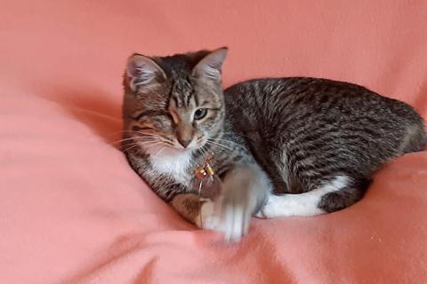 В дар кошку. Полосатое очарование, котенок-подросток Ласкуша ищет дом и доброе. Фото1