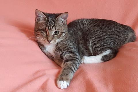 В дар кошку. Полосатое очарование, котенок-подросток Ласкуша ищет дом и доброе. Фото2