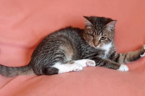 В дар кошку. Полосатое очарование, котенок-подросток Ласкуша ищет дом и доброе. Фото3