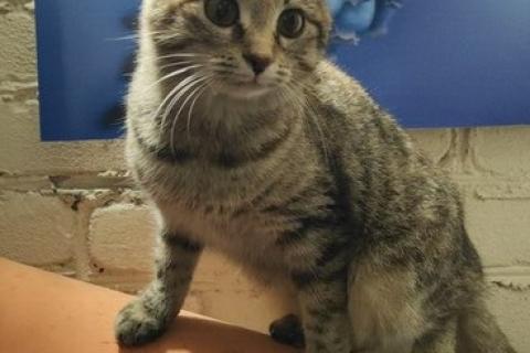 В дар кошку. Кошки-подростки: двое из ларца одинаковых с лица. Фото1
