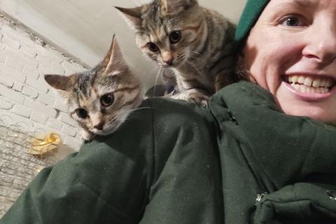 В дар кошку. Кошки-подростки: двое из ларца одинаковых с лица. Фото2