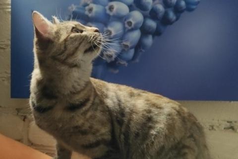 В дар кошку. Кошки-подростки: двое из ларца одинаковых с лица. Фото3