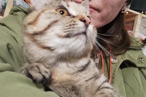 В дар кошку. Кошки-подростки: двое из ларца одинаковых с лица. Фото4