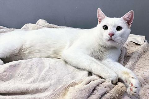 В дар кошку. Белоснежный ангелочек, молодой котик Антон ищет дом. Фото1