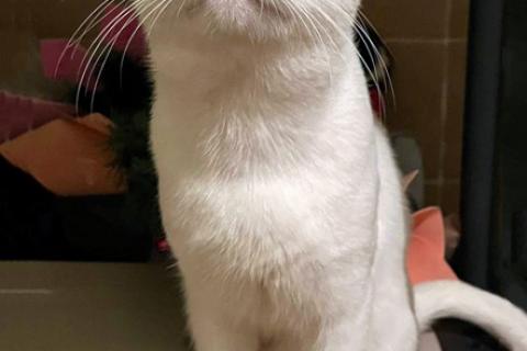 В дар кошку. Белоснежный ангелочек, молодой котик Антон ищет дом. Фото2