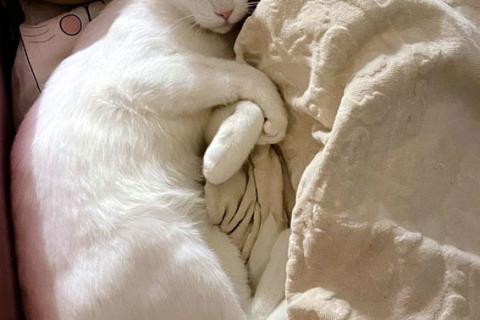 В дар кошку. Белоснежный ангелочек, молодой котик Антон ищет дом. Фото3