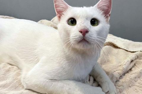 В дар кошку. Белоснежный ангелочек, молодой котик Антон ищет дом. Фото4