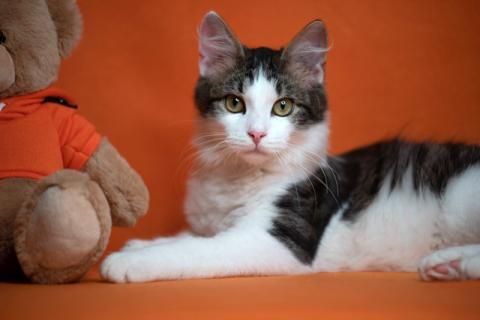 В дар кошку. Чудо-мальчик Бемби, нежный, ласковый котенок-подросток в добрые р. Фото1