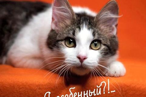 В дар кошку. Чудо-мальчик Бемби, нежный, ласковый котенок-подросток в добрые р. Фото2