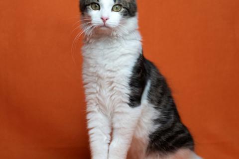 В дар кошку. Чудо-мальчик Бемби, нежный, ласковый котенок-подросток в добрые р. Фото3