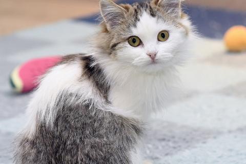 В дар кошку. Ласковый и ручной пушистый котенок Котя в добрые руки. Фото1