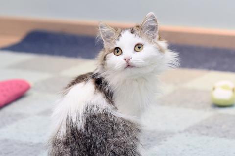 В дар кошку. Ласковый и ручной пушистый котенок Котя в добрые руки. Фото2