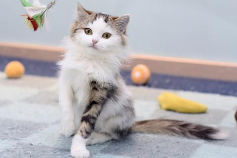 В дар кошку. Ласковый и ручной пушистый котенок Котя в добрые руки. Фото3