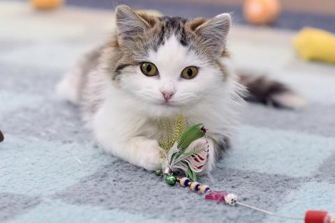 В дар кошку. Ласковый и ручной пушистый котенок Котя в добрые руки. Фото4