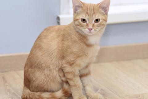 В дар кошку. Рыжий котенок Бусинка в добрые руки. Фото2