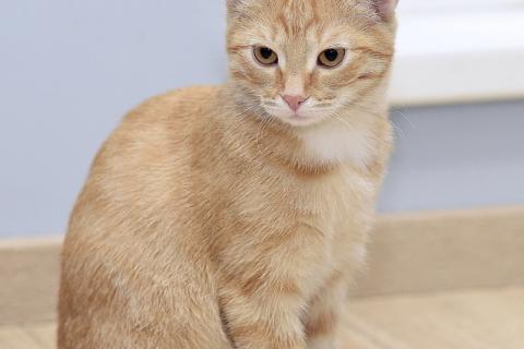 В дар кошку. Рыжий котенок Бусинка в добрые руки. Фото3