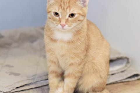 В дар кошку. Рыжий котенок Бусинка в добрые руки. Фото4