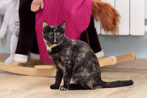 В дар кошку. Ищет дом красавица котенок Клеопатра. Фото3