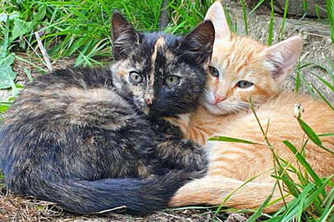 В дар кошку. Забытые дачные игрушки. Ласковые котята ищут дом. Фото1