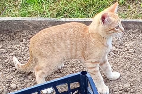 В дар кошку. Забытые дачные игрушки. Ласковые котята ищут дом. Фото2