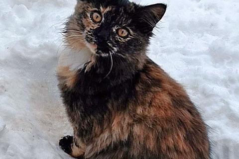 В дар кошку. Забытые дачные игрушки. Ласковые котята ищут дом. Фото3