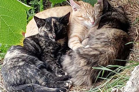 В дар кошку. Забытые дачные игрушки. Ласковые котята ищут дом. Фото4