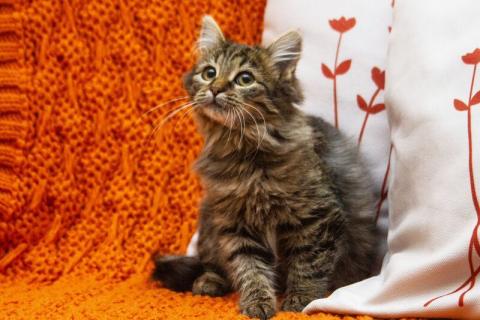 В дар кошку. Ищут дом два прекрасных которебенка. Фото1
