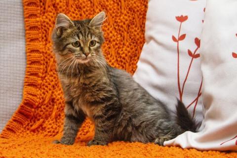 В дар кошку. Ищут дом два прекрасных которебенка. Фото3