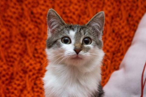 В дар кошку. Ищут дом два прекрасных которебенка. Фото4