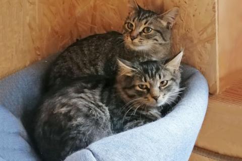 В дар кошку. Саймон и Сэм, домашние котята-подростки в добрые руки. Фото1