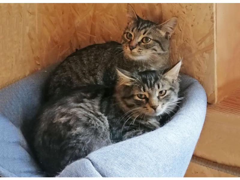 В дар кошку