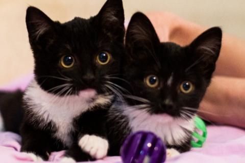 В дар кошку. Очаровательные маркизные котята в добрые руки. Фото3