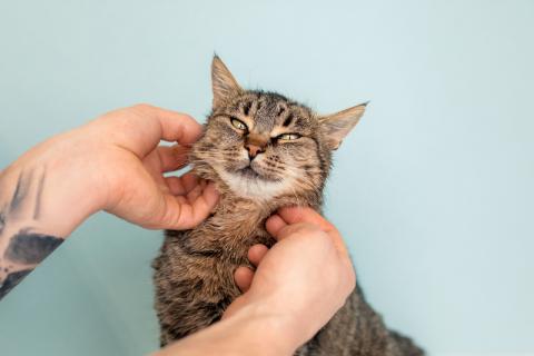 В дар кошку. Крупная британская кошка Муза в добрые руки. Фото2