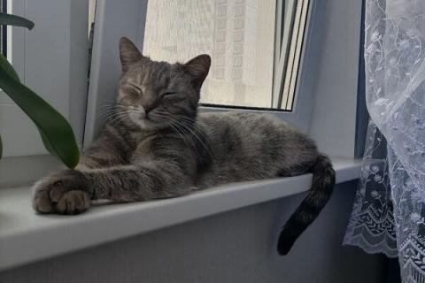 В дар кошку. Молодая зеленоглазая кошечка Соня в добрые руки. Фото2