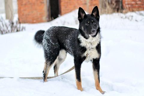 В дар собаку. Самый лучший компаньон, молодая собака Бэлла в добрые руки. Фото1