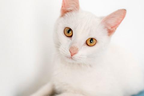 В дар кошку. Белый котенок Луна в добрые руки. Фото1