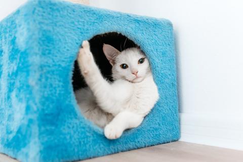 В дар кошку. Белый котенок Луна в добрые руки. Фото2