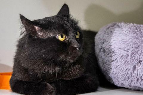 В дар кошку. Очень ласковый домашний котик Стасик ищет дом и доброе сердце. Фото2