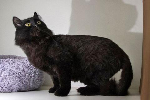 В дар кошку. Очень ласковый домашний котик Стасик ищет дом и доброе сердце. Фото3
