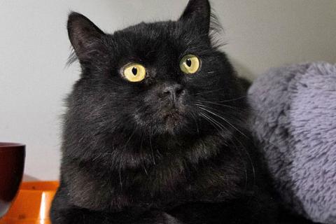 В дар кошку. Очень ласковый домашний котик Стасик ищет дом и доброе сердце. Фото4
