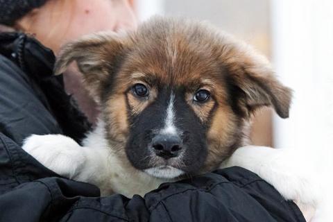 В дар собаку. Замечательный красавец, домашний щенок Мишутка в добрые руки. Фото4