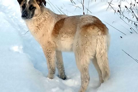 В дар собаку. Отличные компаньоны и охранники, собачки-подростки Лада и Рада в . Фото3