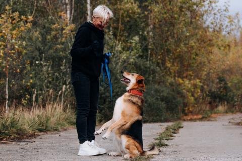 В дар собаку. Брошенная плохими хозяевами умница Сима ищет дом. Фото2