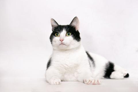 В дар кошку. Ласковая кошка Нюша в добрые руки. Фото2