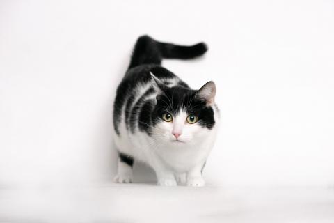В дар кошку. Ласковая кошка Нюша в добрые руки. Фото3