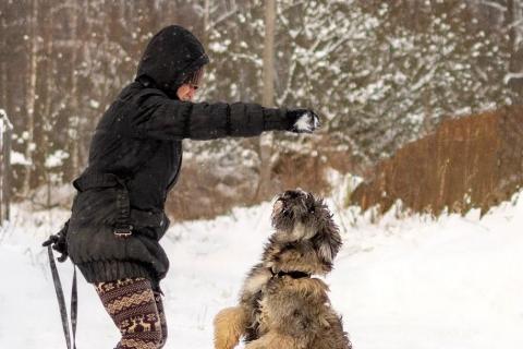 В дар собаку. Ласковый небольшой бородатик Нюша в добрые руки. Фото3